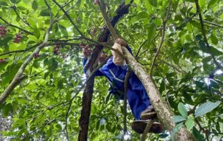 Local Thai guide climbed in a tree to get fruits