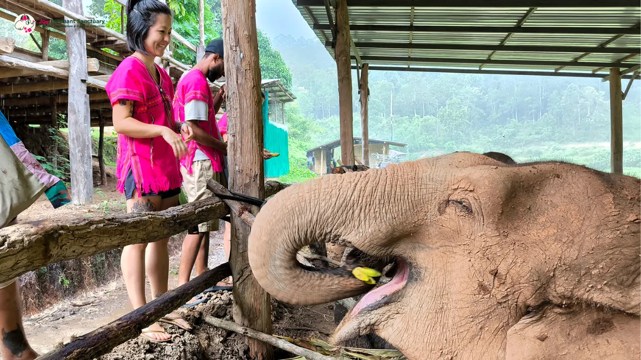 Elephant eating at Joy Elephant Sanctuary